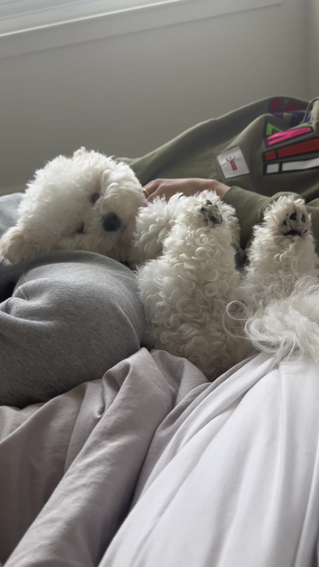 @Rui the Bichon