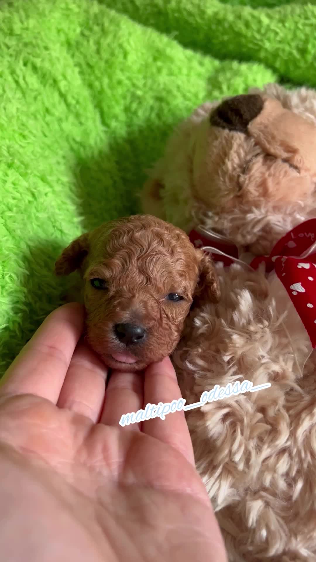 @maltipoo_odessa_