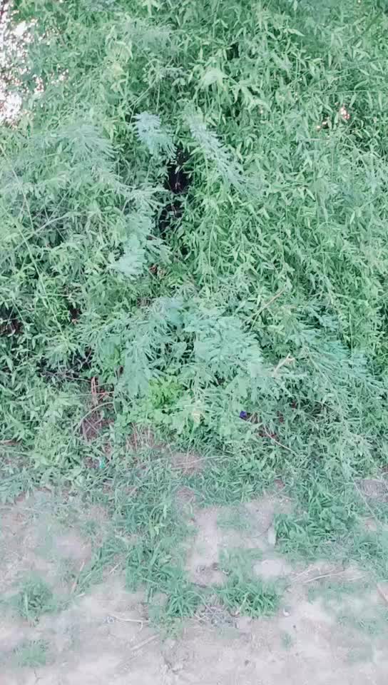 @👑Naresh_Thakor1137