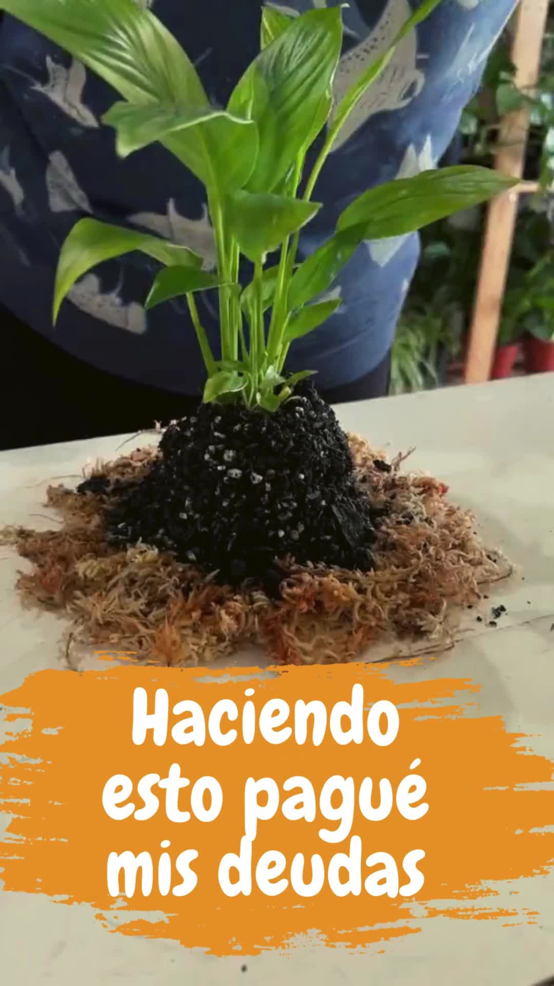 @Escuela de Kokedamas✅