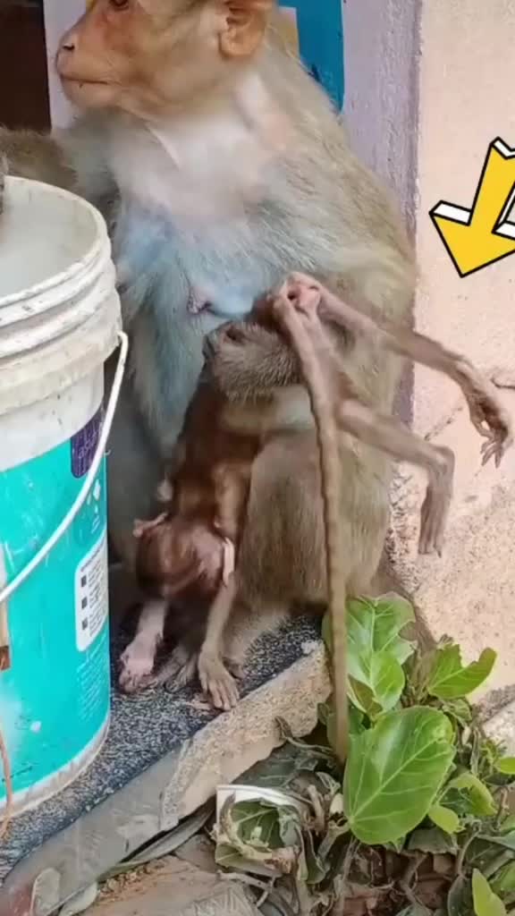 @Nilakantha Pradhan