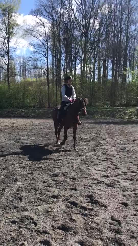 @•Equestrians•