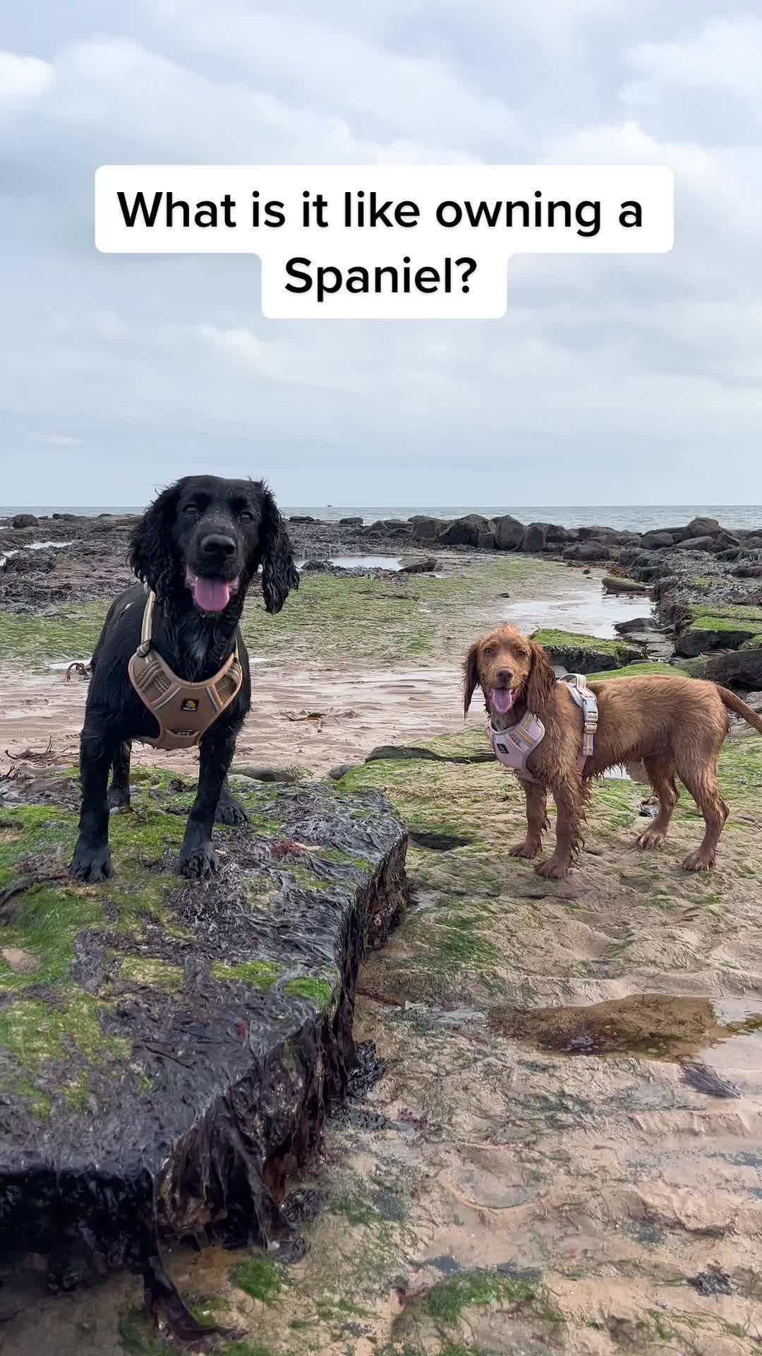 @Spaniel Explorers