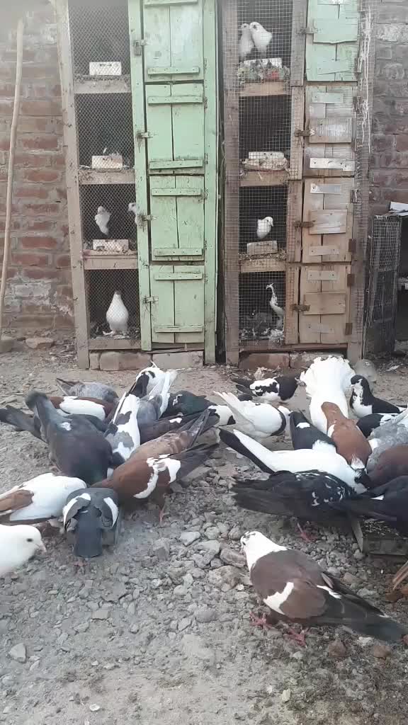 @مرشد جون ایلیا