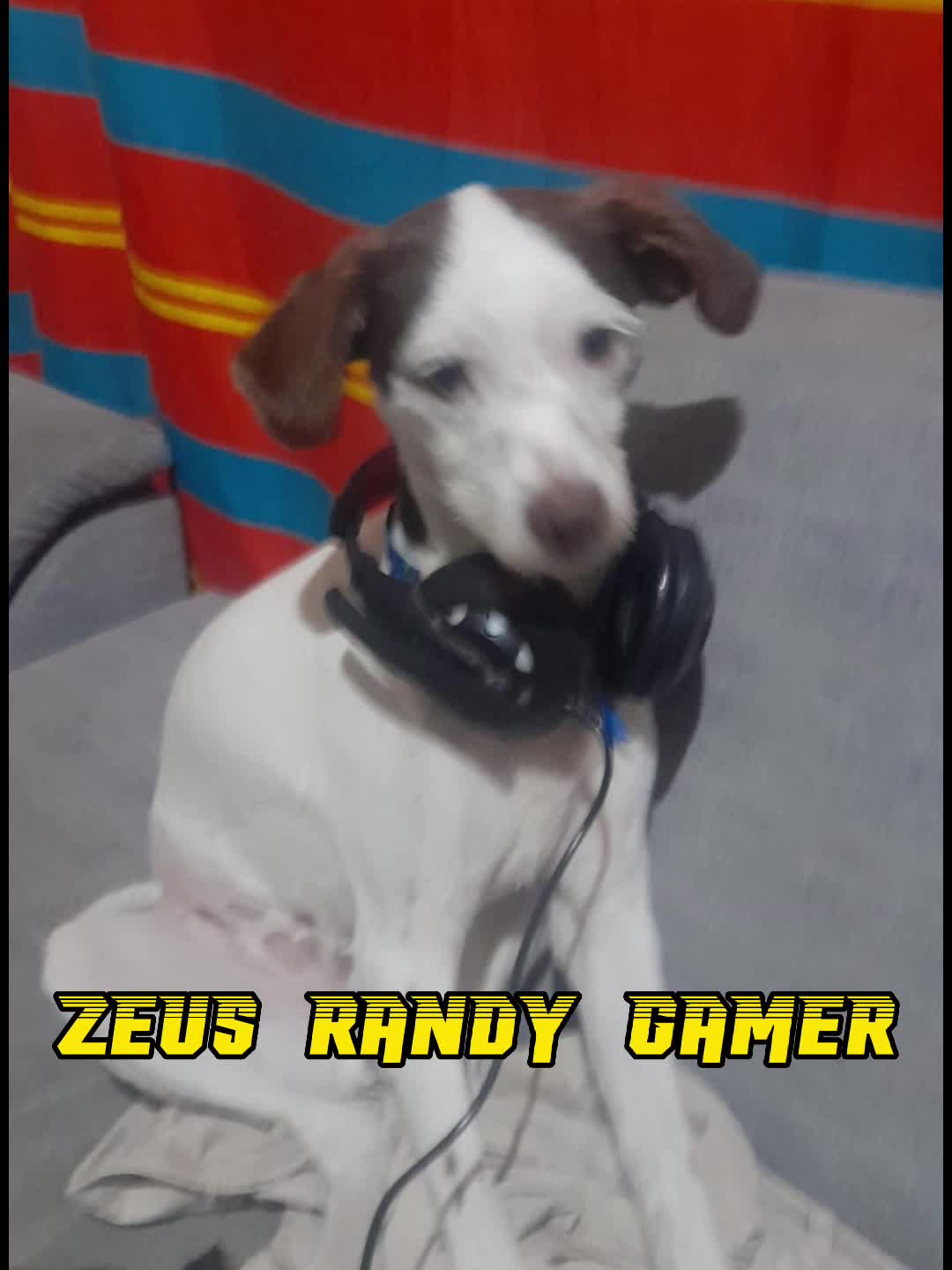@zeusrandy