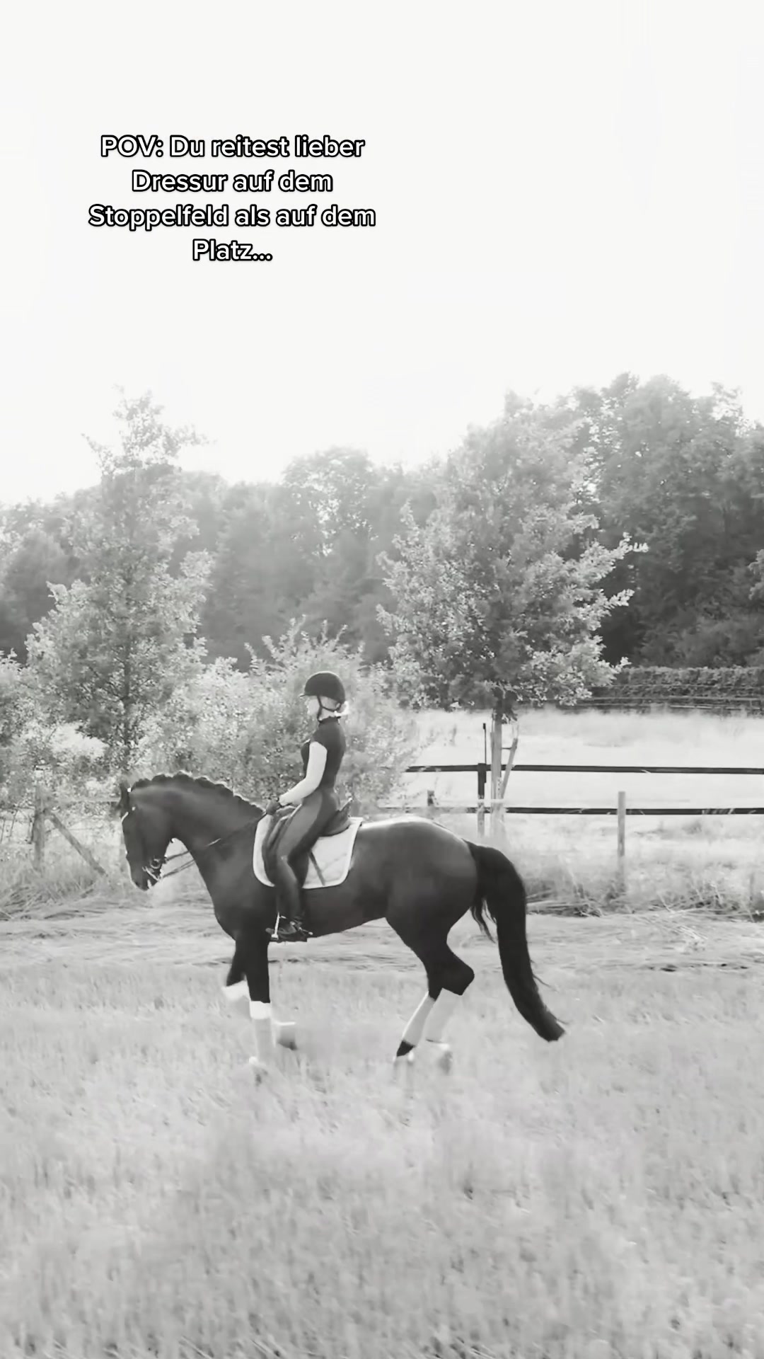 @Schwarze Equestrian