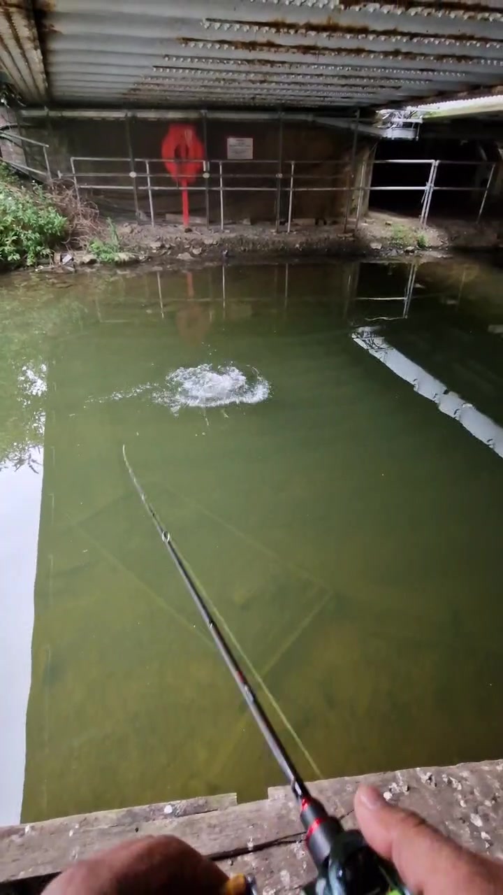 @BF Angler