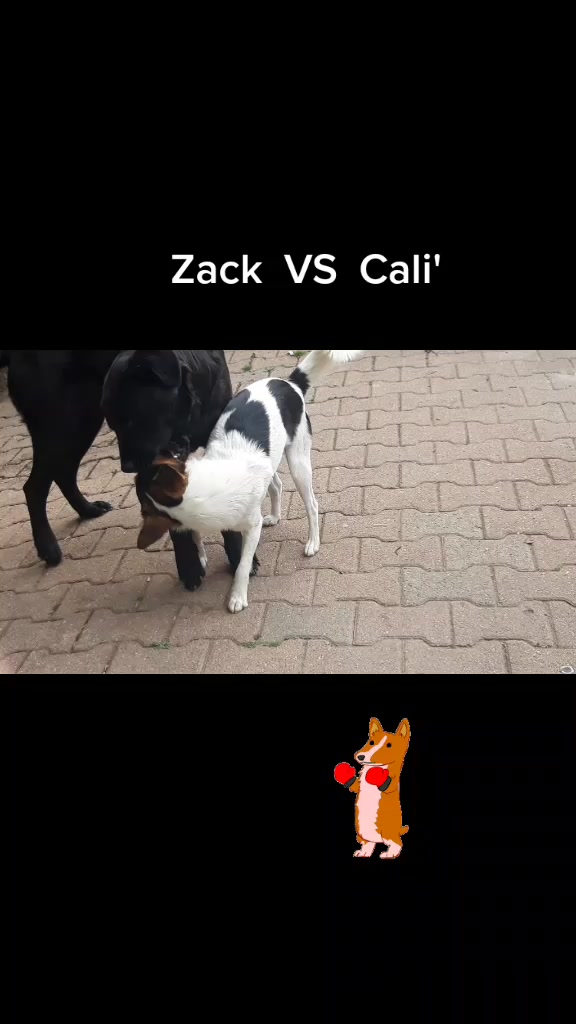 @lallacali2020