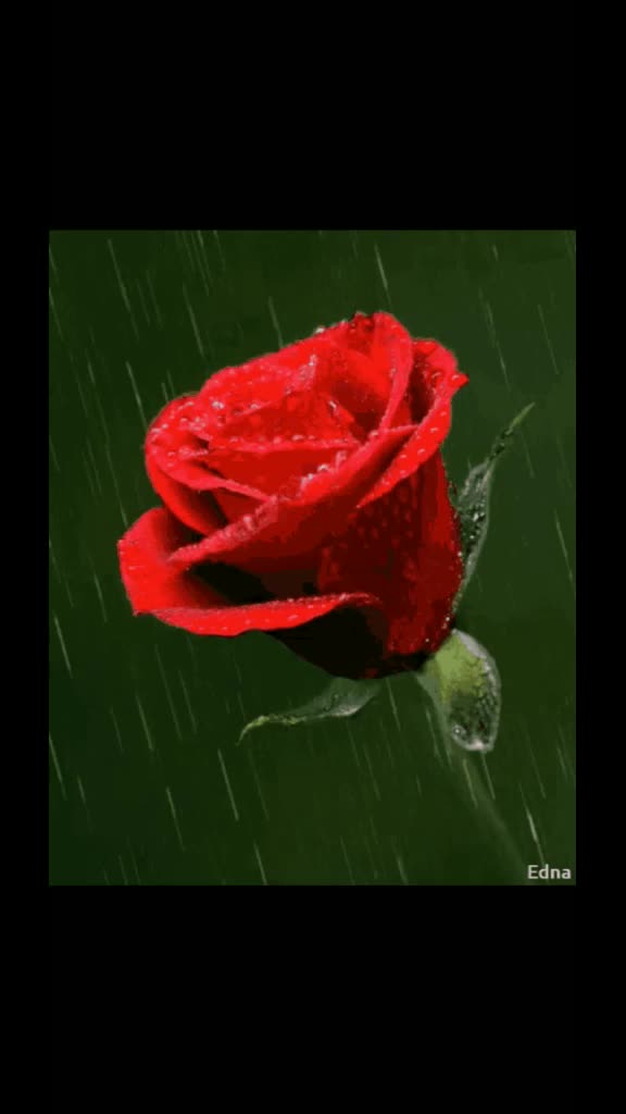 @purvi