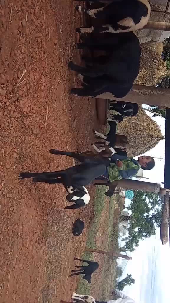 @Girisha Girisha