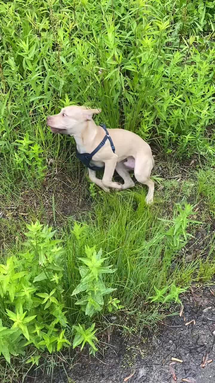@davincitheamericanpitbull