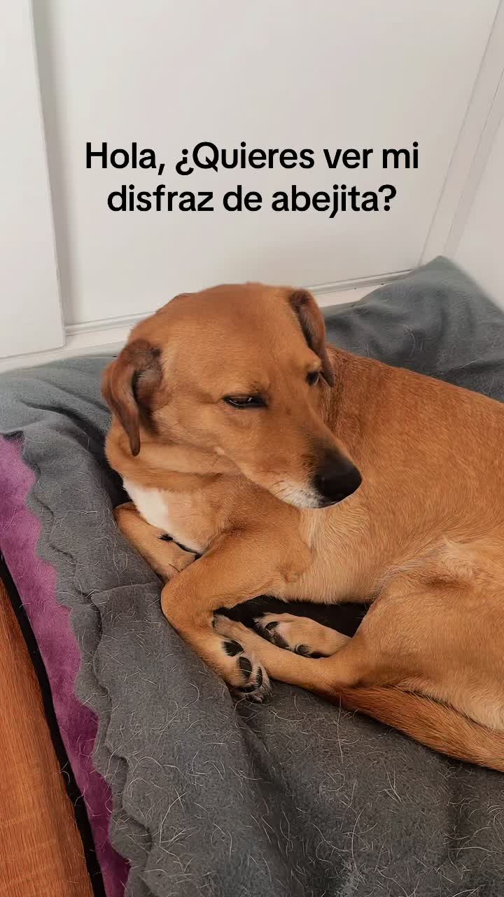 @joaquin pereira