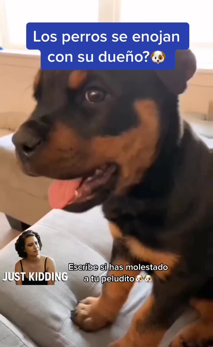 @mascotasfelices