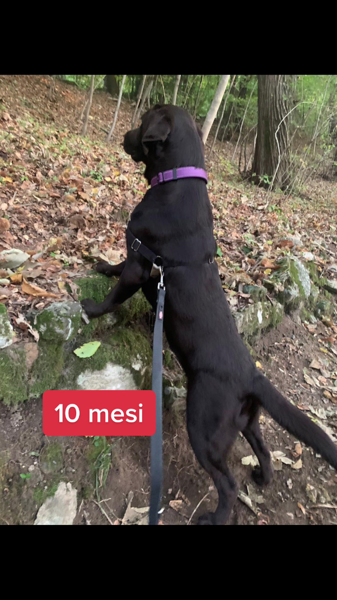 @joy_thechocolatelab