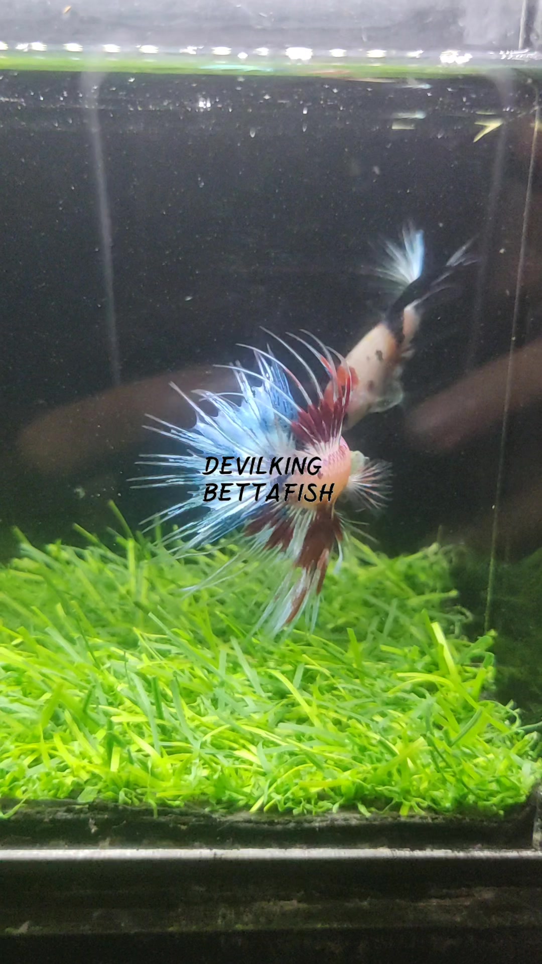 @DevilKing Store