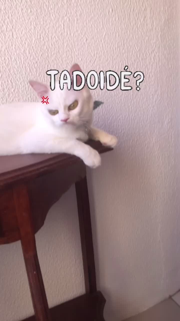 @🐱Cats🐱