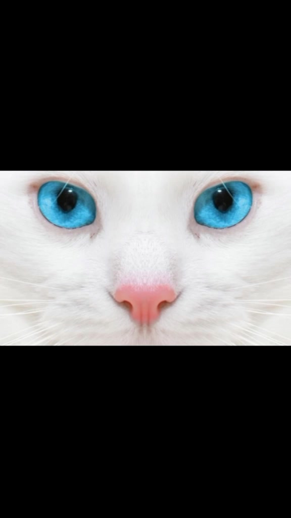 @Warrior Cats