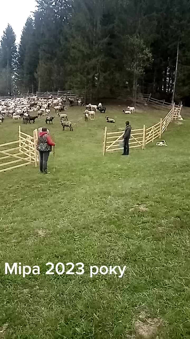@ЗАКАРПАТТЯ РУЛИТЬ🇺🇦