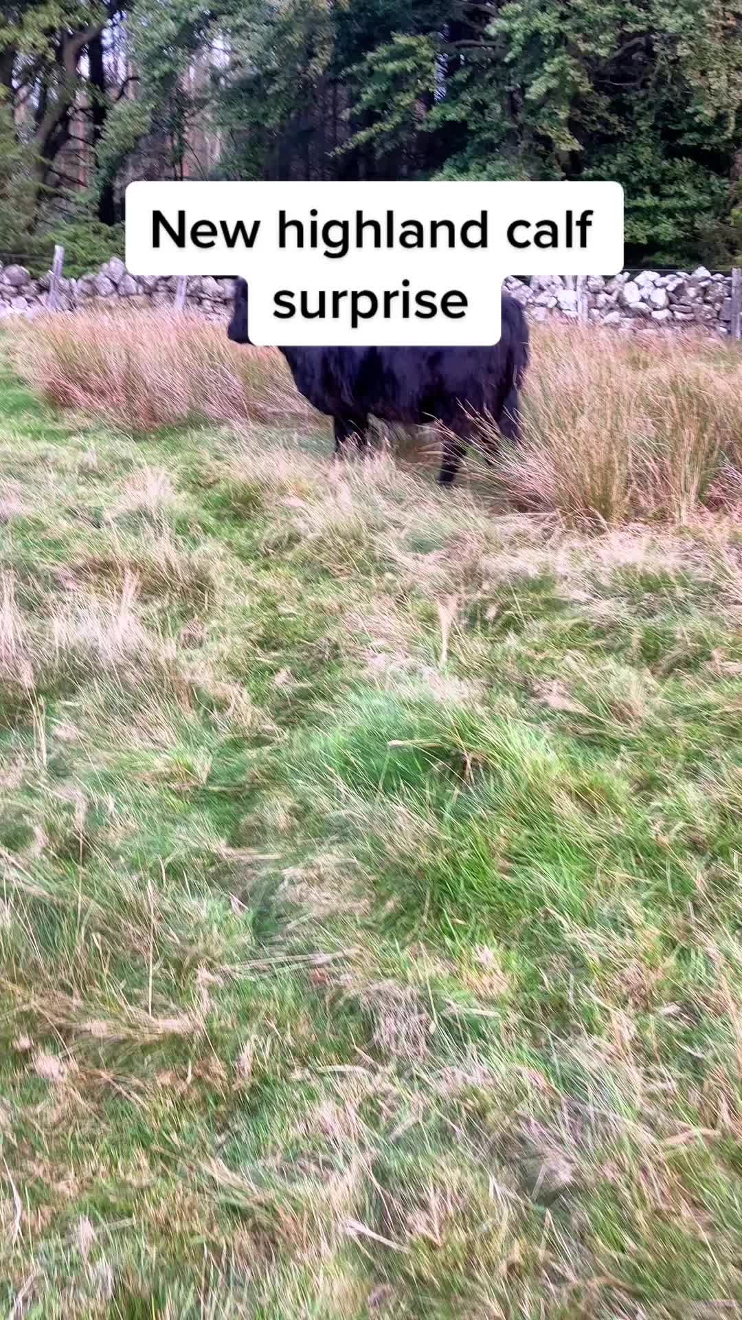 @Highland Coo Clan