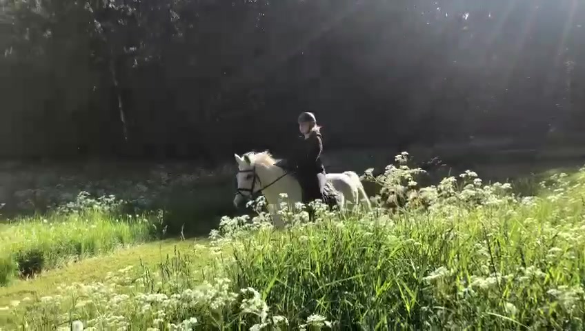 @Hus&ouml;