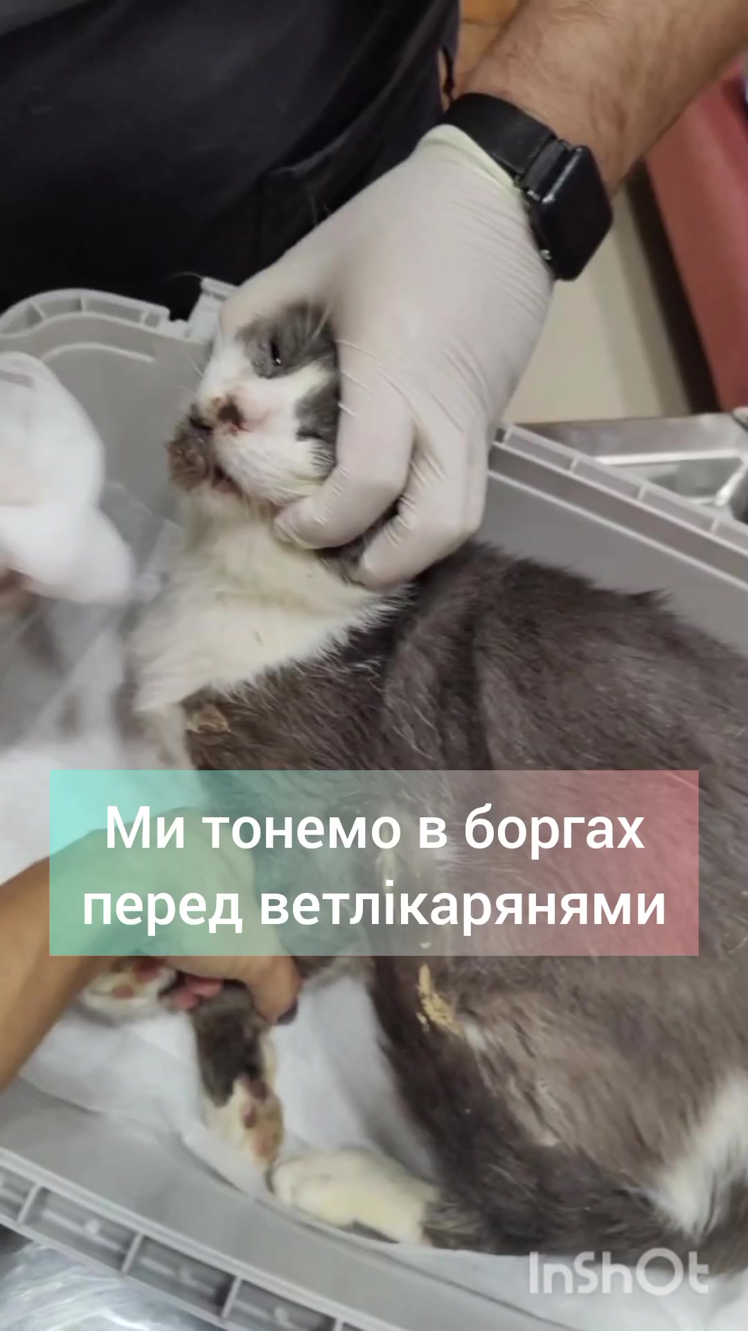@КотоДім Cat House