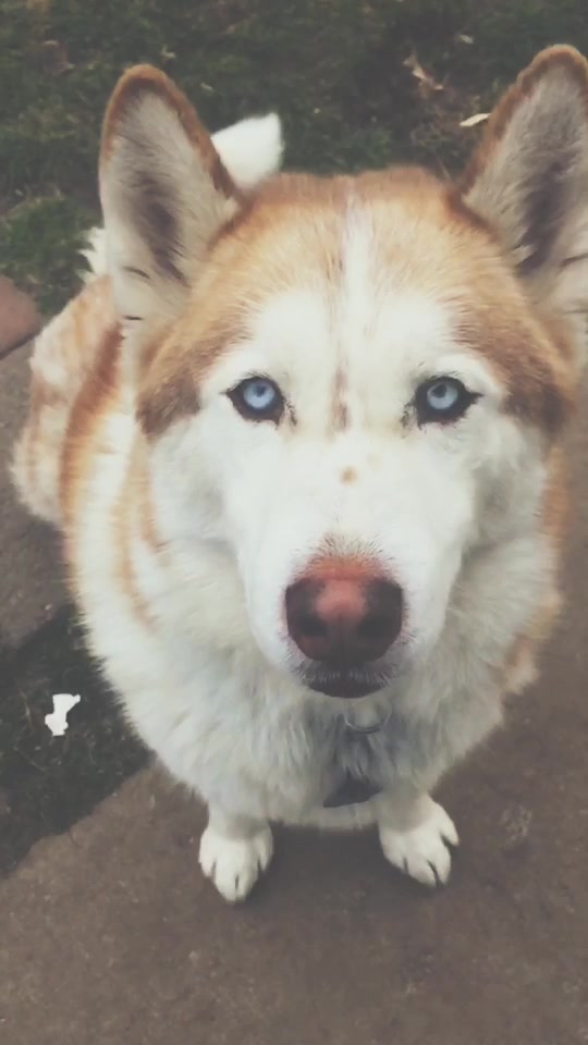@HachiTheHusky