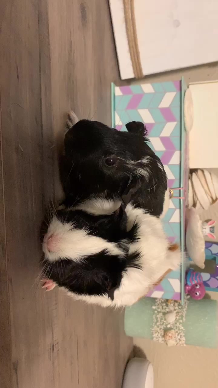 @🐹Thē çûtę pètš🐱
