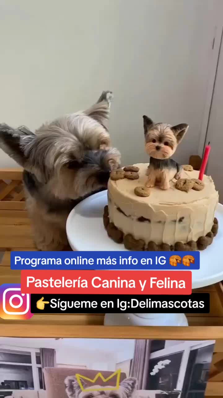 @delimascotas