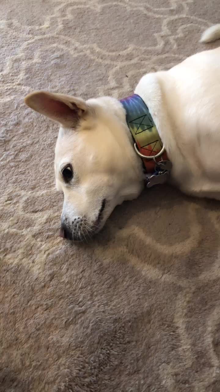 @discodogs13