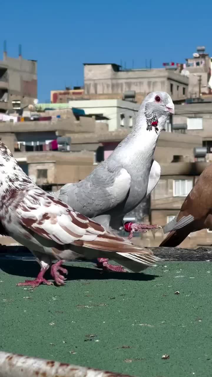 @Baversansi