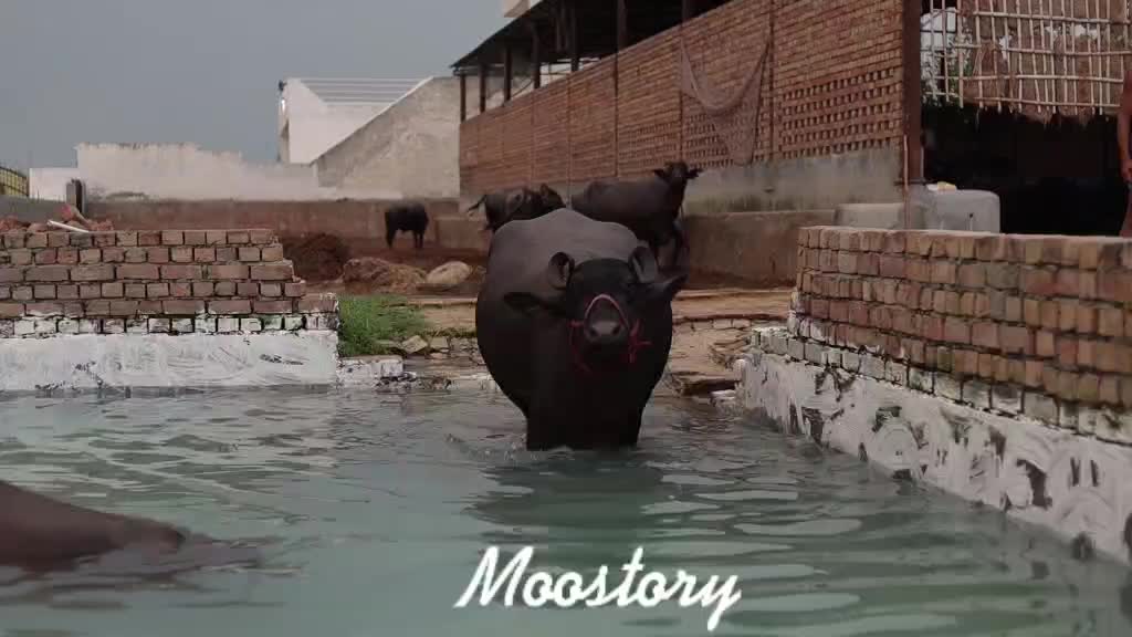 @Moostory