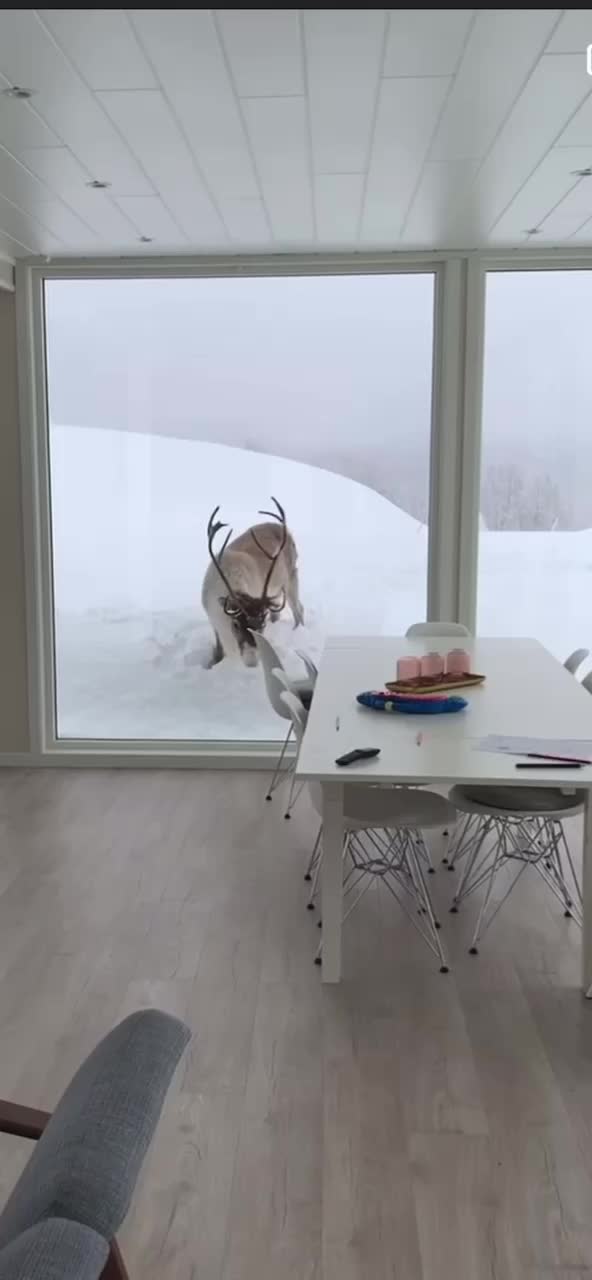 @Naraievska Zoia