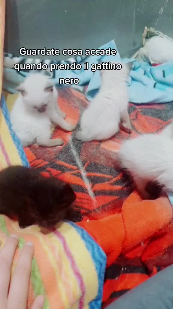 @Celeste