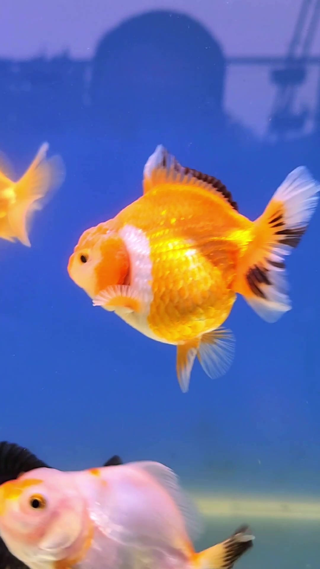@Ace Aquascape