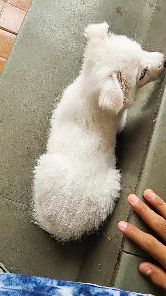 @I M TUFFY 🐶❤️
