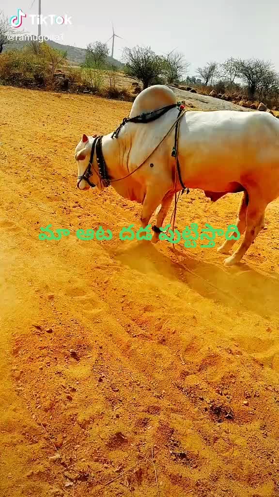 @ravitejayadavkayala