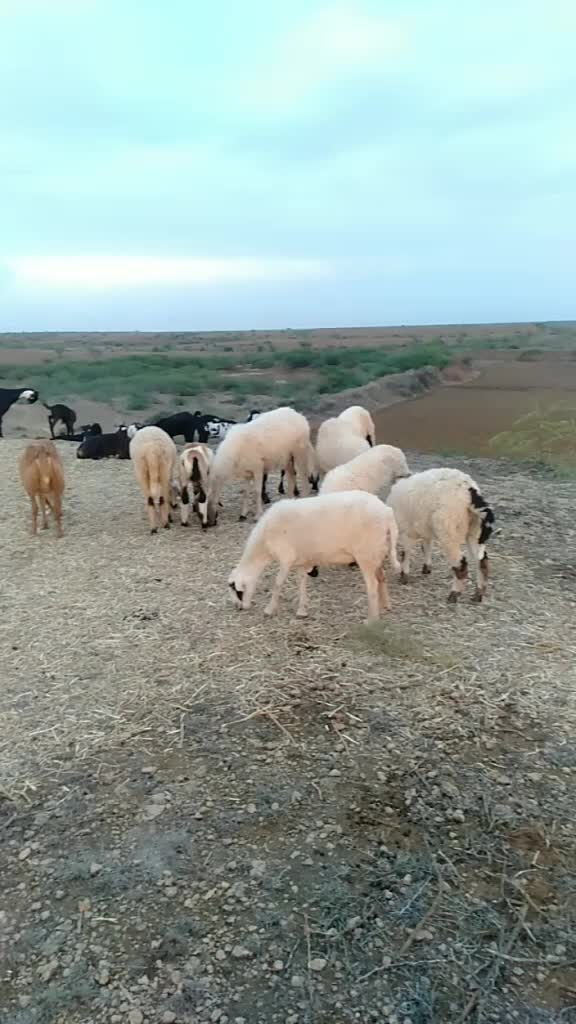 @SK___માલધારી