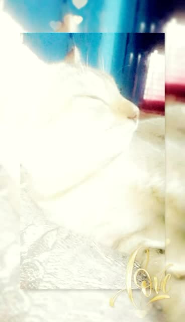 @Shamshin__ Fatima