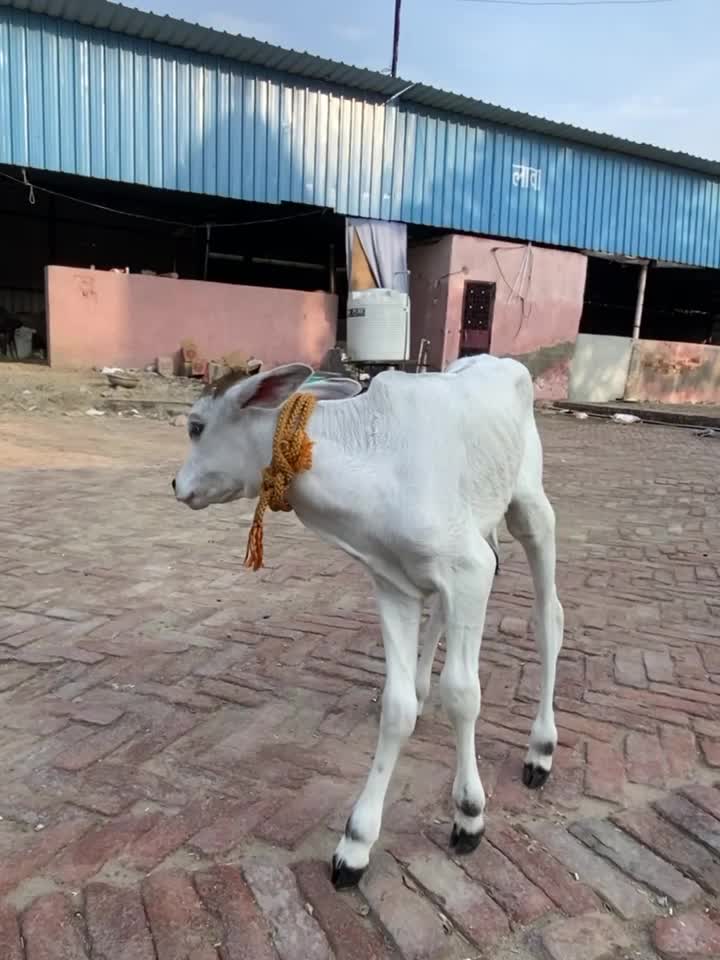 @Deepakrana1008