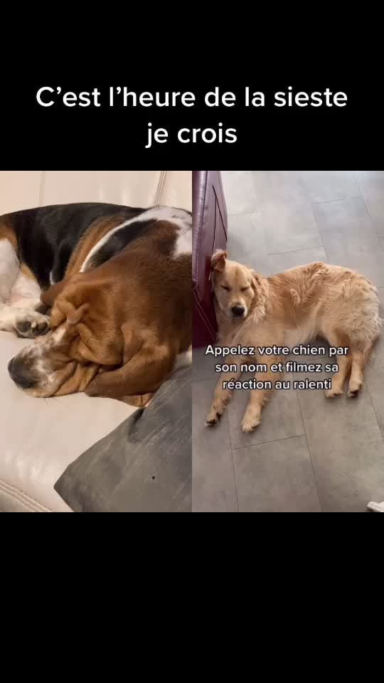 @Olaf le basset hound 🐾