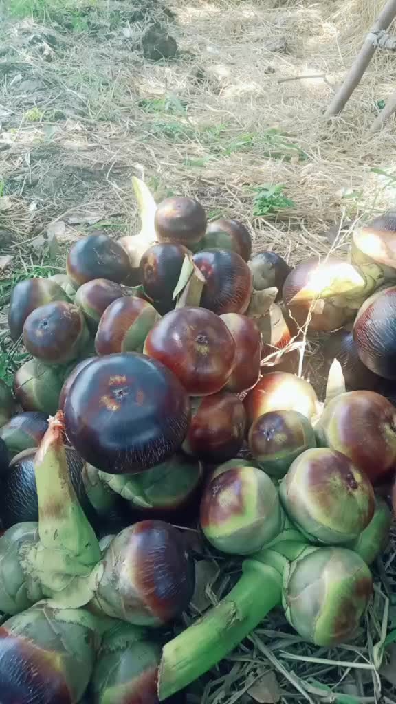 @Adapa Manikanta