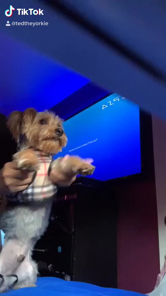 @tedtheyorkie