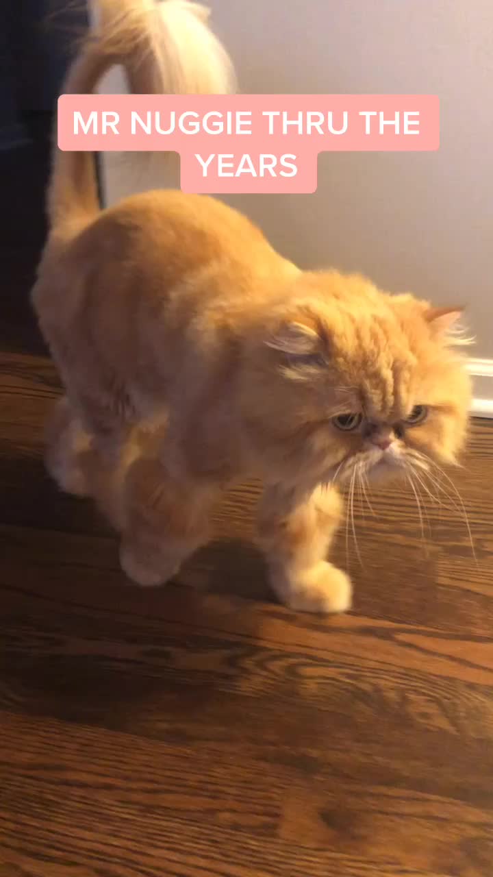 @Nugget the Cat