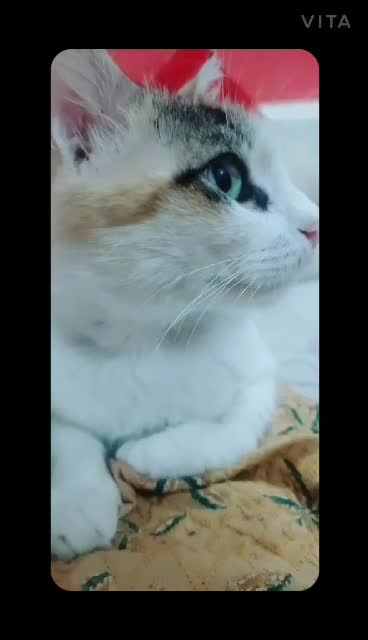 @Mehvishkha ❤️