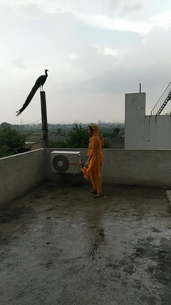 @sangeeta kataria