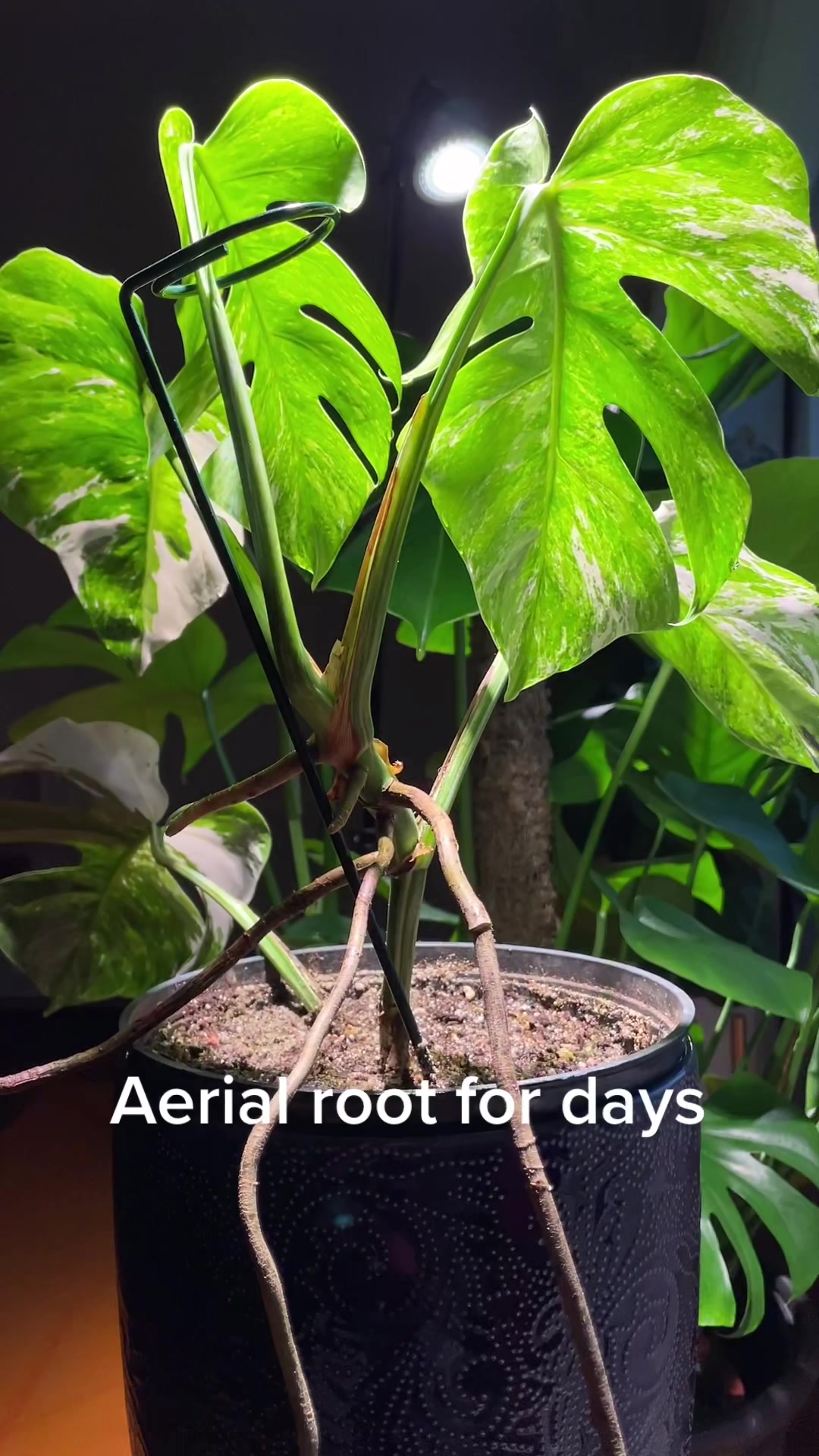 @Monstera Mom