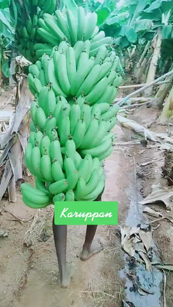 @RMuthu11