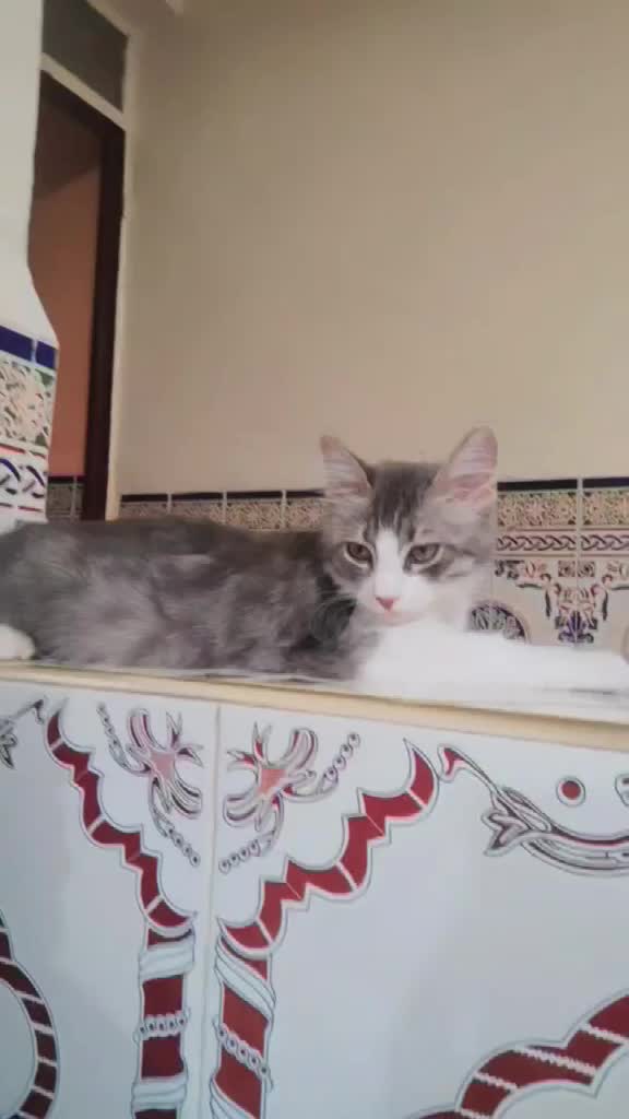 @Lola cat