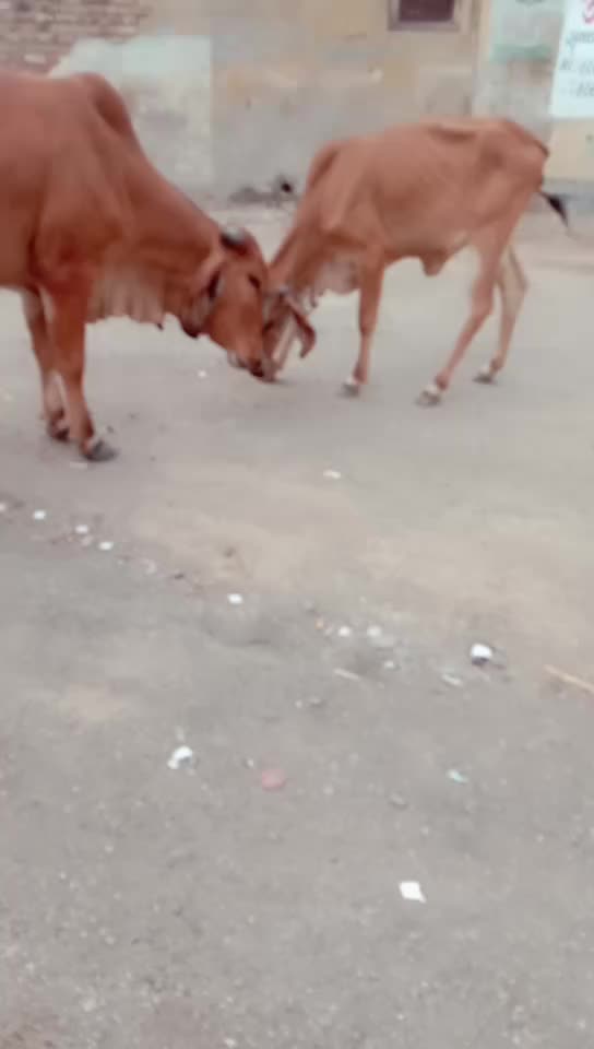 @🙏🐄જય દ્વારકાધીશ🐄