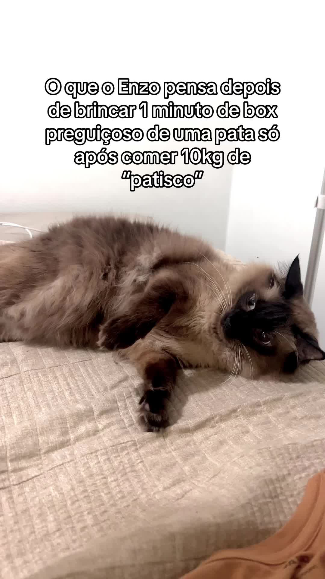 @Lorenzo the cat